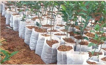 Poly Nursery Sapling Bags 